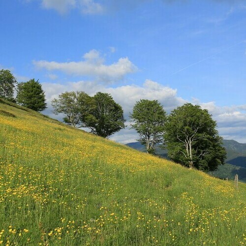 Sommer im Naturpark Sdschwarzwald