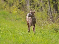 Wanderung mit dem Jger