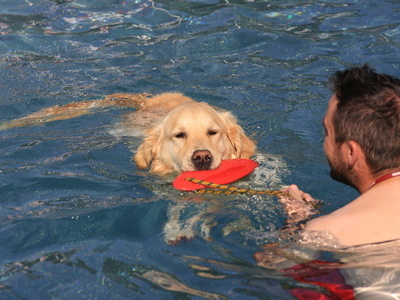 Ein Badegast schwimmt mit seinem Hund im Wasser des Freibads. Der Hund hat eine rote Frisbee in der Hand, der Badegast h�lt ein Seil, das sich daran befindet.